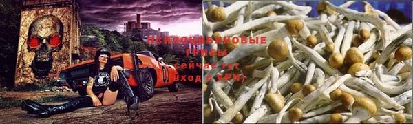 PSILOCYBIN Арсеньев